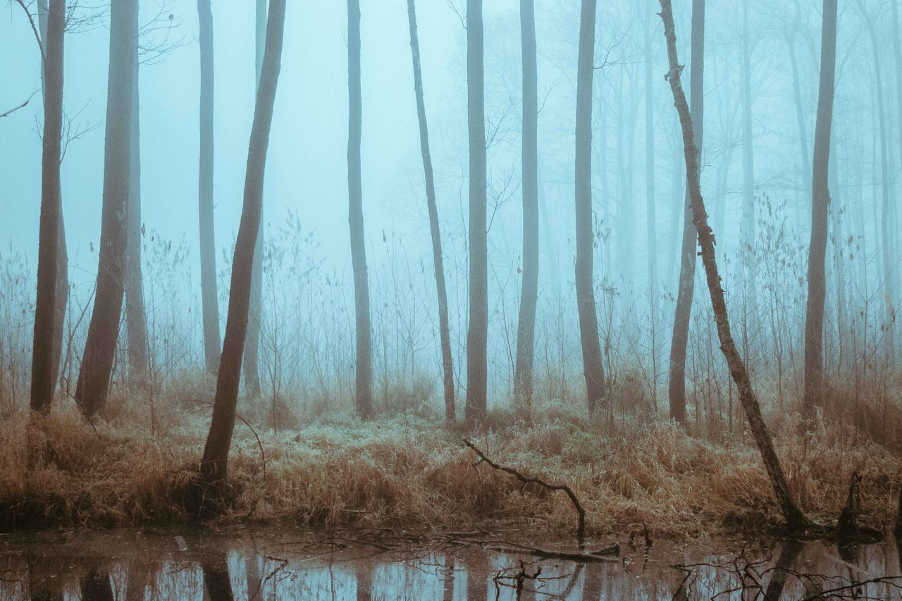 A mystic forest scene featuring tall trees shrouded in fog, reflected in a still creek.